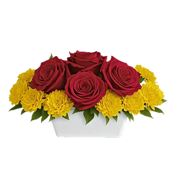 Radiant Rose Symphony