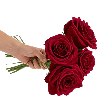 Crimson Rose Elegance