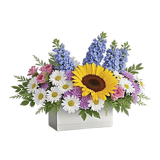 Twinkling Sunflower Dance