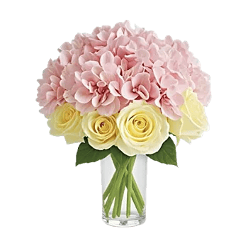 Ivory Blossom Radiance