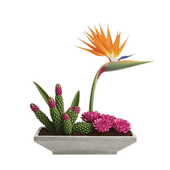 Modern White Orchids