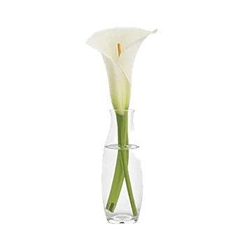 Elegant Calla Lilies