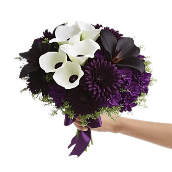 Elegant Calla Lilies