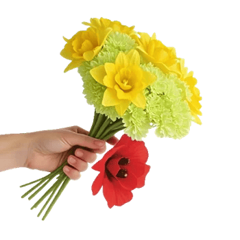 Blossom Harmony Display