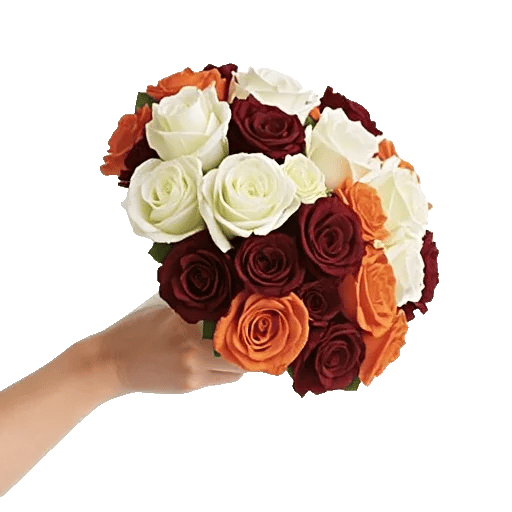Blushing Rose Symphony