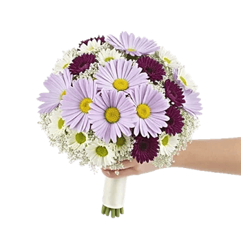 Blossom Petal Serenity