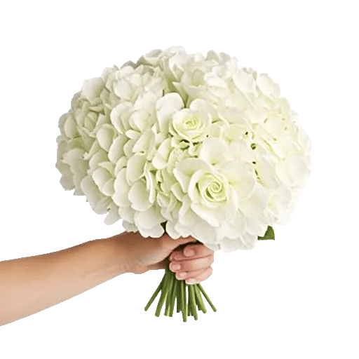 Serene Petal Harmony