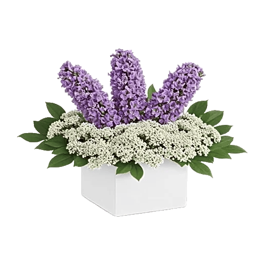 Minimalist White Orchids