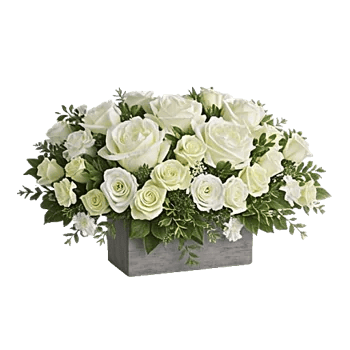 Modern White Orchids