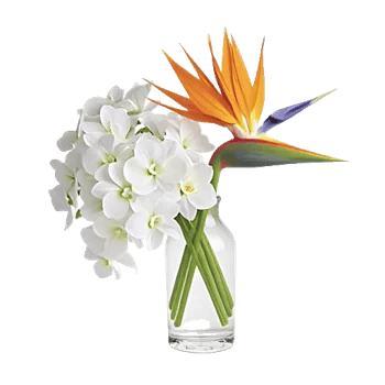 Orchid Bloom Cascade