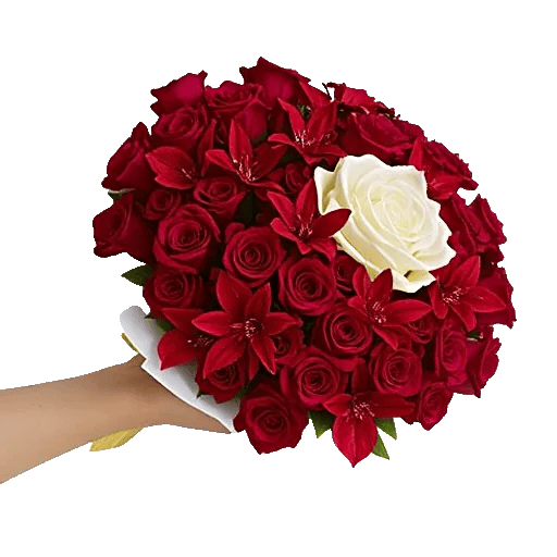 Blushing Rose Symphony