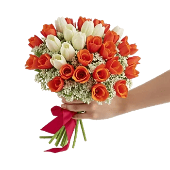 Scarlet Tulip Splendor