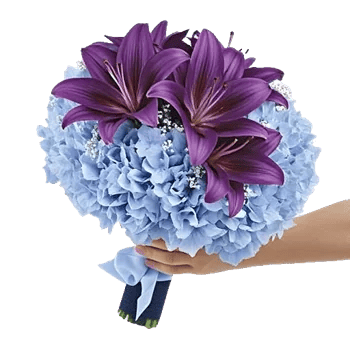 Sapphire Bloom Whisper