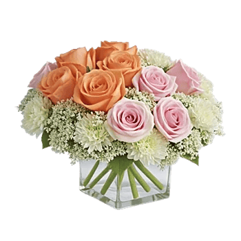 Radiant Rose Symphony