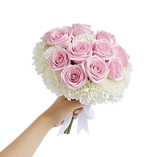 Pastel Pink Roses