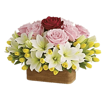 Radiant Rose Symphony