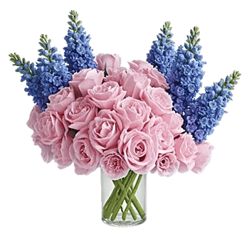 Peony Petal Harmony