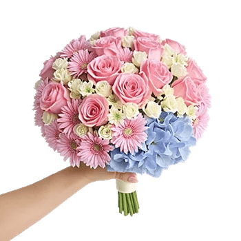 Blushing Rose Symphony