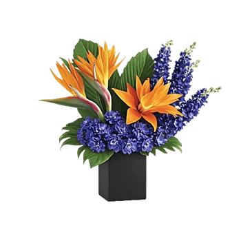 Modern White Orchids