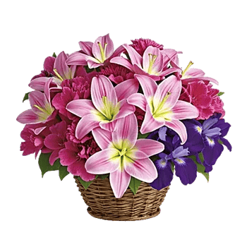 Orchid Petal Glow