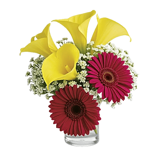 Elegant Calla Lilies