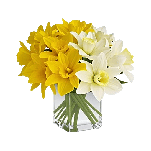 Ivory Blossom Radiance