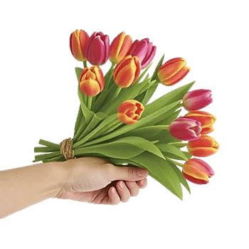 Velvet Tulip Display