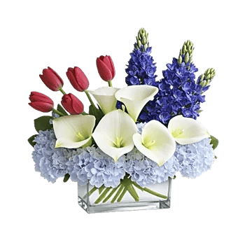 Elegant Calla Lilies
