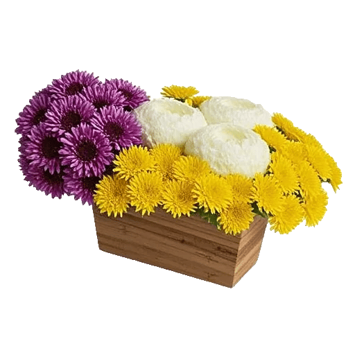 Petal Radiance Bliss