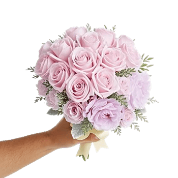 Pastel Pink Roses