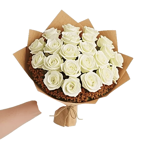 Blushing Rose Symphony