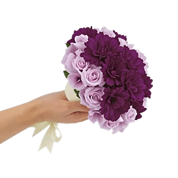 Petal Softness Display