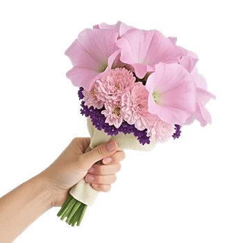 Pastel Pink Roses