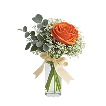 Radiant Rose Symphony