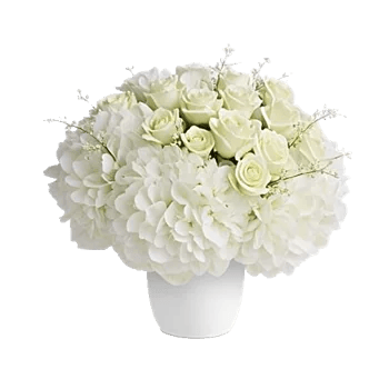 Ivory Blossom Radiance