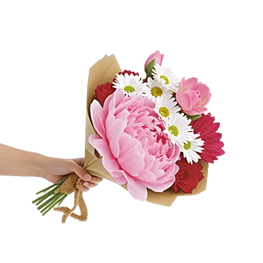 Peony Petal Harmony