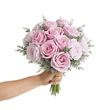 Pastel Pink Roses