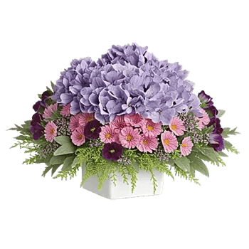 Serene Petal Harmony