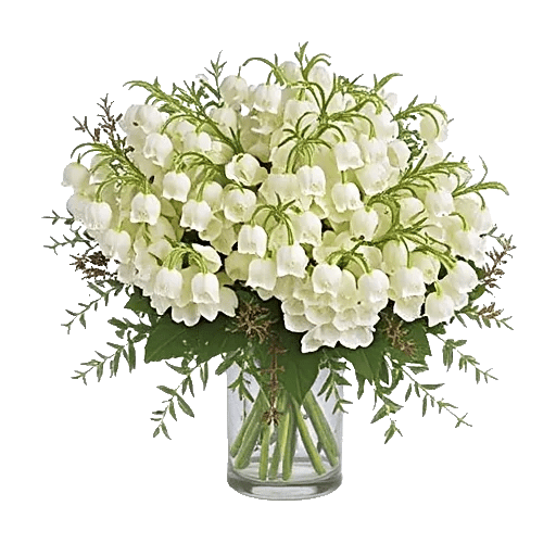 Ivory Blossom Radiance