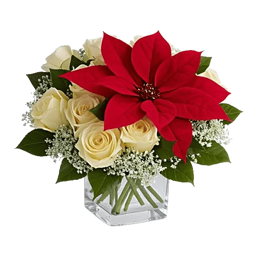 Crimson Rose Elegance