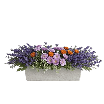 Lavender Bloom Grace