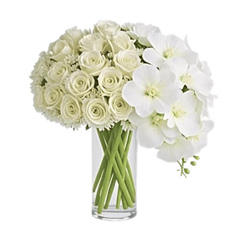 Modern White Orchids