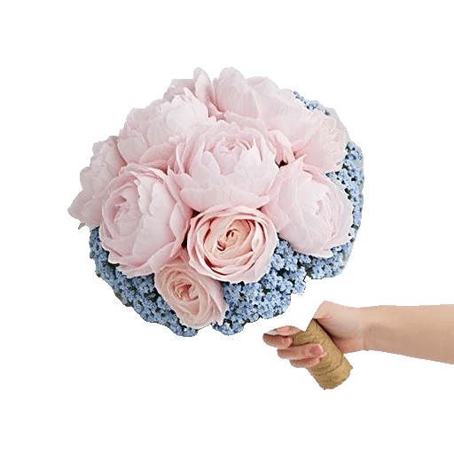 Peony Petal Harmony