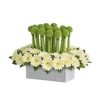 Elegant Calla Lilies