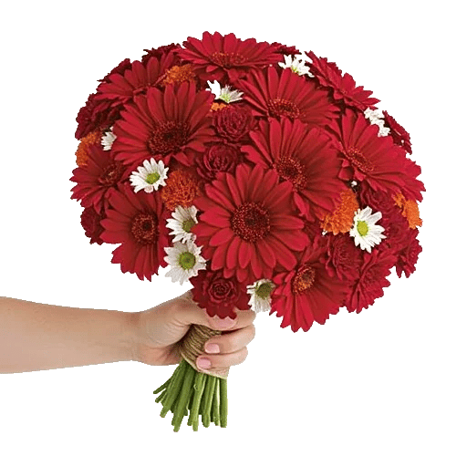Silken Petal Array