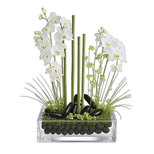 Minimalist White Orchids