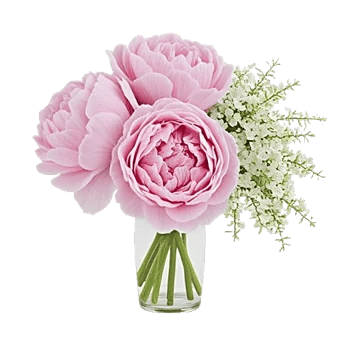 Peony Petal Harmony
