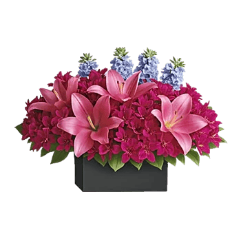 Blossom Petal Serenity