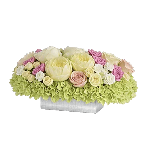 Ivory Blossom Radiance