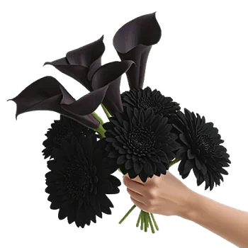 Elegant Calla Lilies